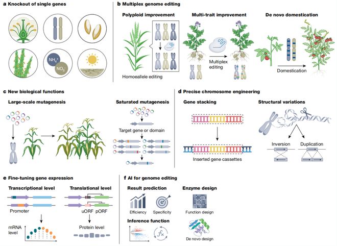Nature综述 高彩霞李国田提出AI与生物技术深度融合绘就作物改良与农业可持续发展新蓝图(图2)
