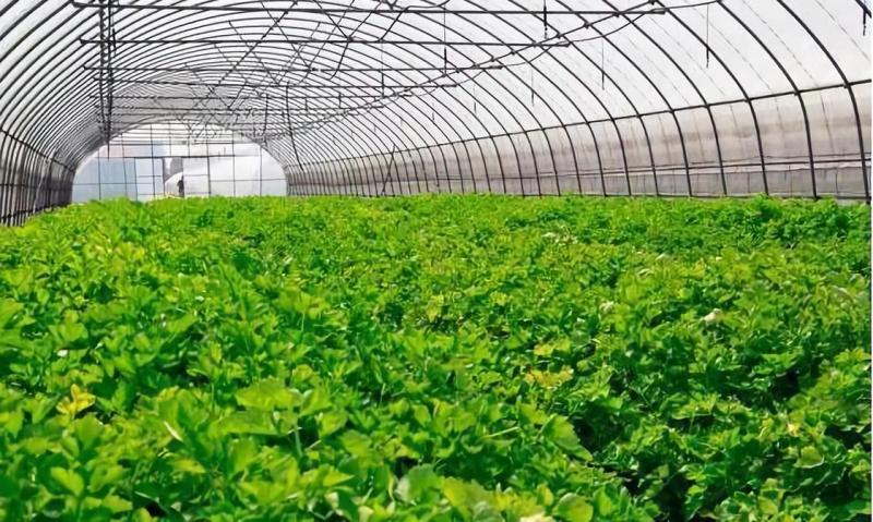 农民日报 各国专家学者共商全球食物系统的可持续转型之道