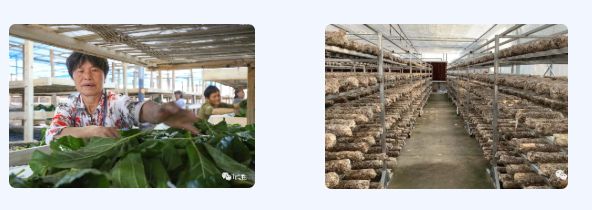 四川芝皇农业：人才驱动科技赋能可持续发展(图2)