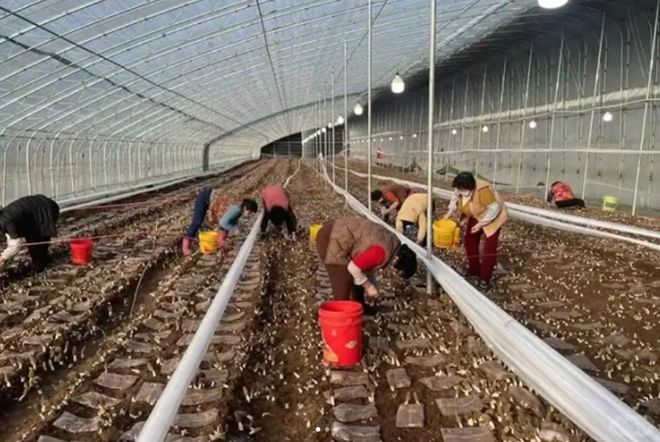 四川芝皇农业：人才驱动科技赋能可持续发展(图3)