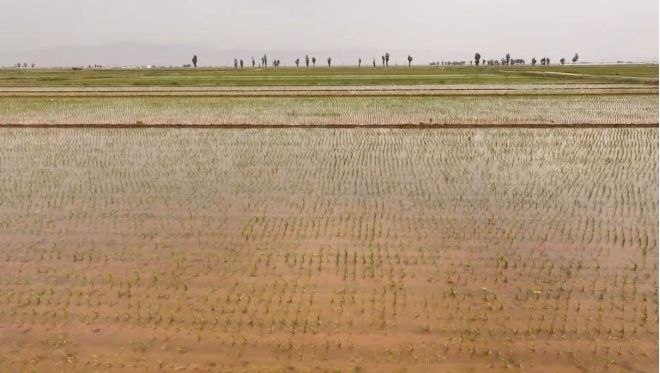 沙海绿洲的“可持续”答卷丨盐碱滩涂长出“金色稻浪”