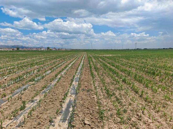 沙海绿洲的“可持续”答卷丨盐碱滩涂长出“金色稻浪”(图3)