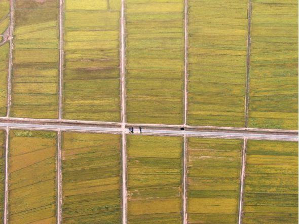 沙海绿洲的“可持续”答卷丨盐碱滩涂长出“金色稻浪”(图2)