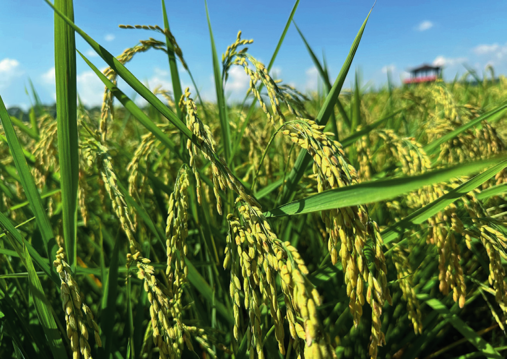 瞭望丨哈尔滨为何如此重视农业？