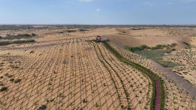 沙海绿洲的“可持续”答卷｜一棵柠条的绿色经济密码(图2)