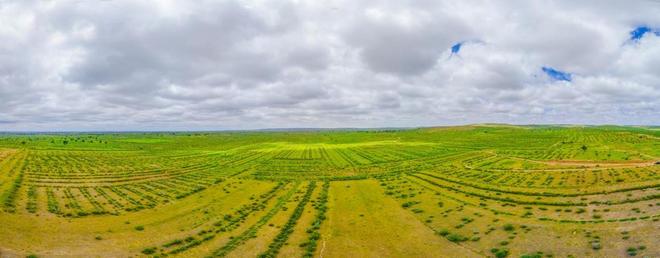 沙海绿洲的“可持续”答卷｜一棵柠条的绿色经济密码