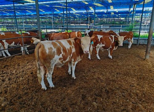 重庆恒都食品：以绿色实践获行业殊荣引领全产业链可持续发展(图2)