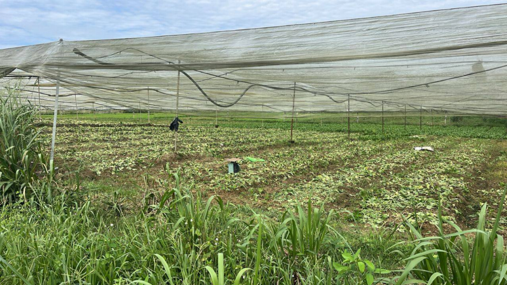 金链资本带领投资者走进彭亨州：智能化农业与碳金融双驱动引领可持续财富新路径(图1)