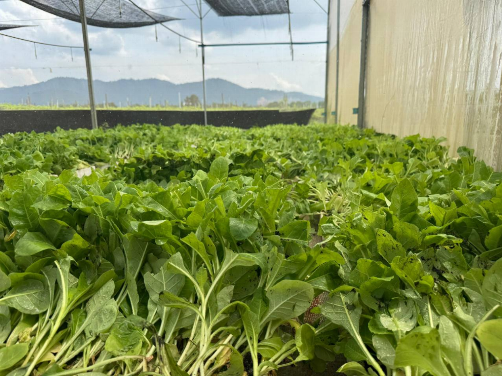 金链资本带领投资者走进彭亨州：智能化农业与碳金融双驱动引领可持续财富新路径(图2)