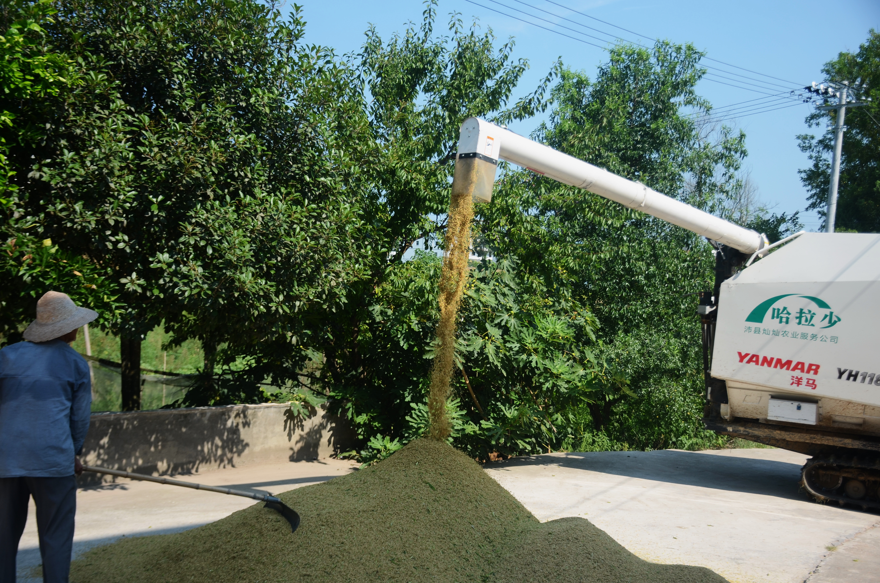 邻水县丰禾镇机械化收割助力农业增产增效(图2)