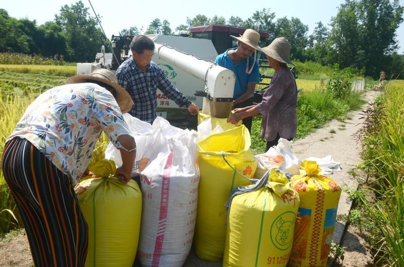 邻水县丰禾镇万亩水稻喜迎丰收 机械化收割助力农业增产增效(图1)