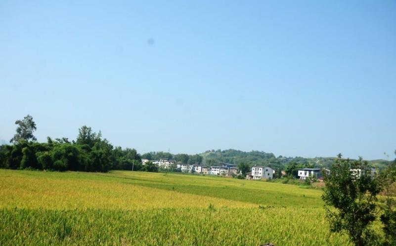 邻水县丰禾镇万亩水稻喜迎丰收 机械化收割助力农业增产增效(图3)