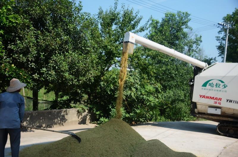 邻水县丰禾镇万亩水稻喜迎丰收 机械化收割助力农业增产增效(图2)