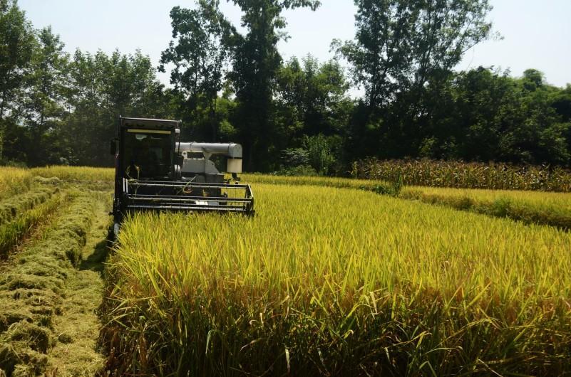 邻水县丰禾镇万亩水稻喜迎丰收 机械化收割助力农业增产增效(图4)