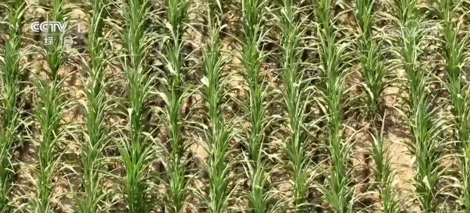 抗旱保供与时间赛跑 各地全力应对持续高温天气(图2)