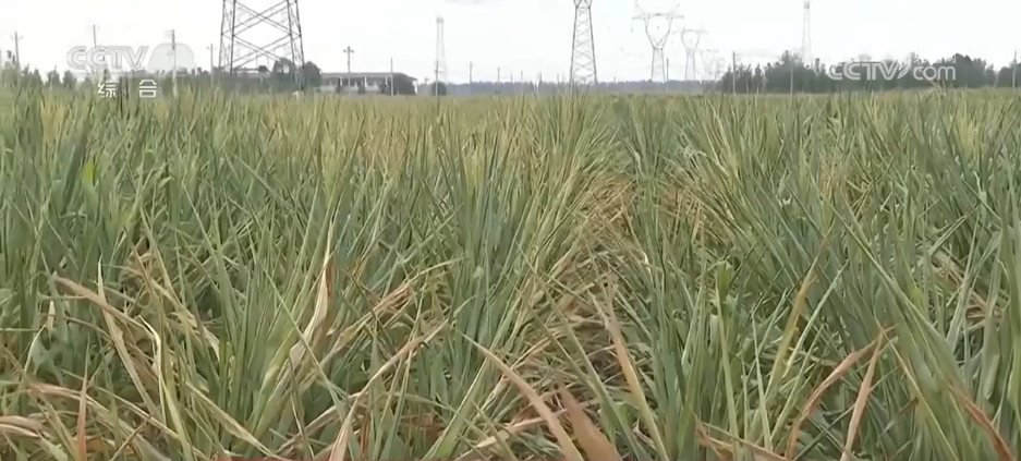抗旱保供与时间赛跑 各地全力应对持续高温天气(图3)