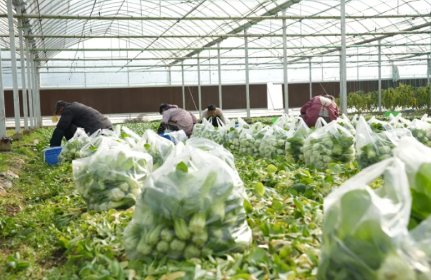 崇明沃土二十年：绿水青山生“金”记(图2)