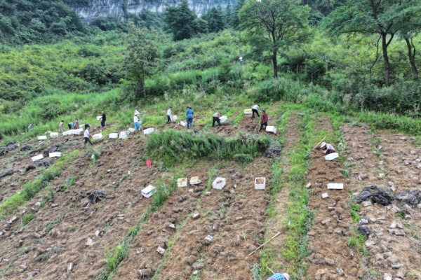 丰都武平镇：天麻结出 “金疙瘩” 激活乡村振兴新动能(图1)