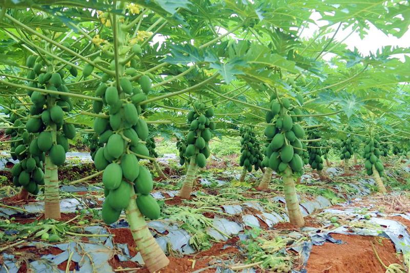 柳江区探索“1+N”套种模式 木瓜树下藏着“致富密码”(图1)