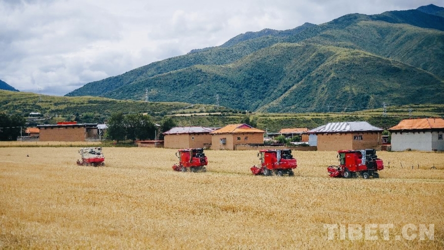 四川甘孜县：探索高原农业现代化新路径(图2)