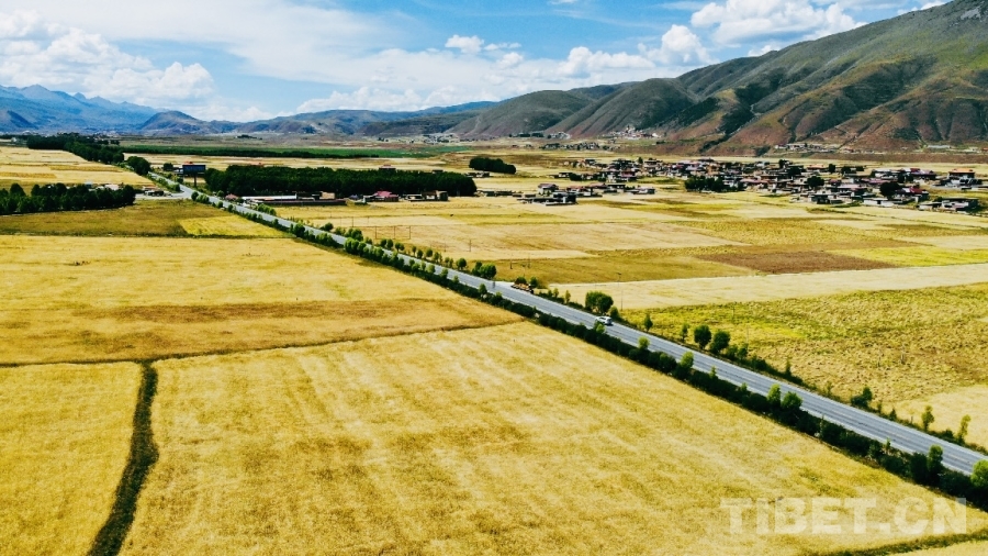 四川甘孜县：探索高原农业现代化新路径(图5)