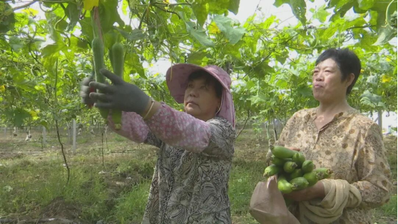 埇桥区：小丝瓜编织乡村振兴梦(图2)