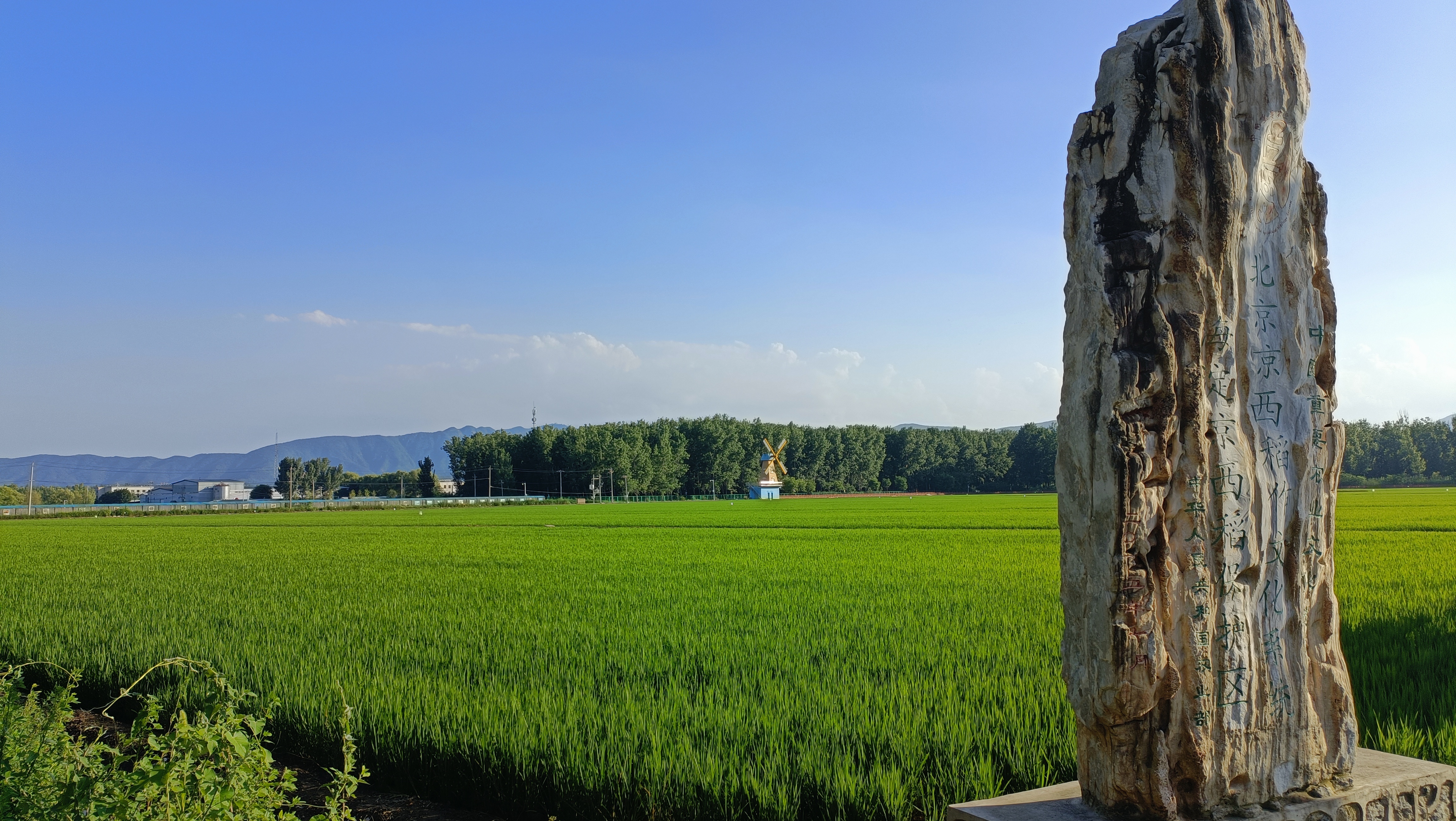 稻香鸟鸣农田绿——北京市海淀区推进京西稻生态化种植见成效