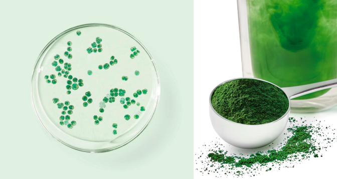 江西大由大食品科技有限公司