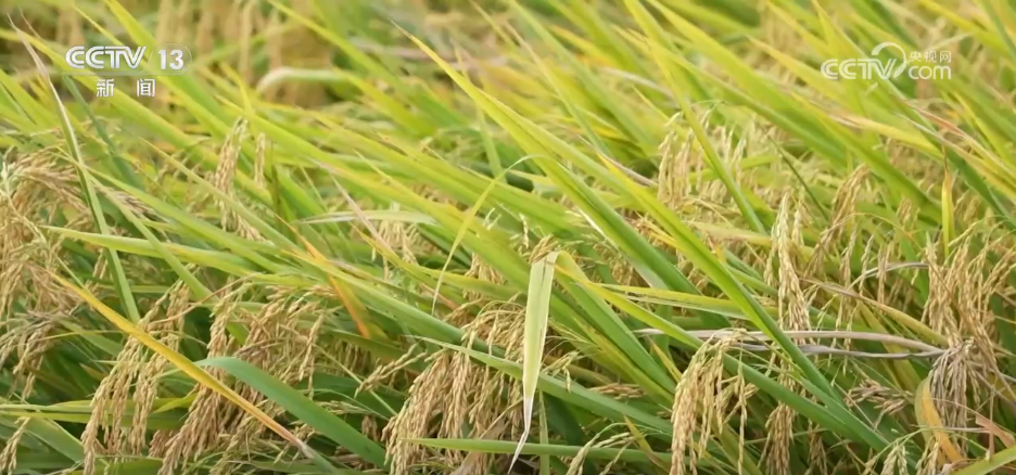 巡检机器人、无人化工厂……解锁农业“智”管新范式 科技赋能好“丰”景(图2)