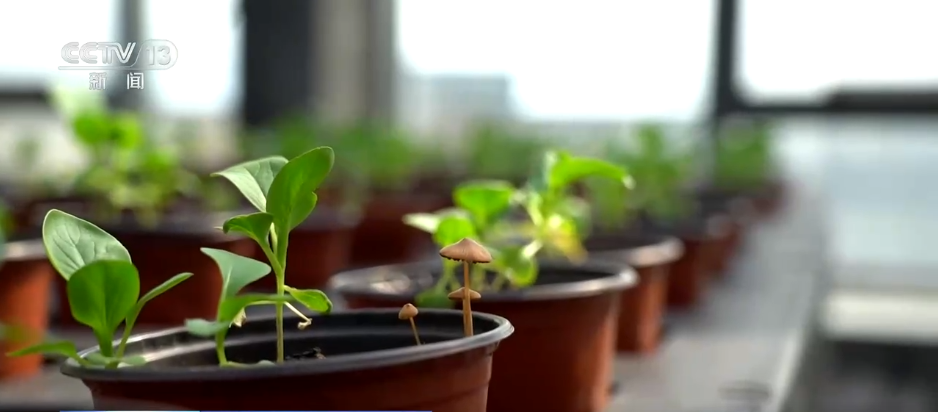 巡检机器人、无人化工厂……解锁农业“智”管新范式 科技赋能好“丰”景(图8)