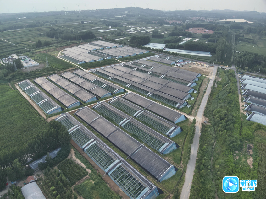 “三链”融合激活“共富密码” ——临朐柳山蹚出现代农业发展新路径