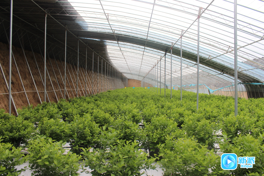 “三链”融合激活“共富密码” ——临朐柳山蹚出现代农业发展新路径(图2)