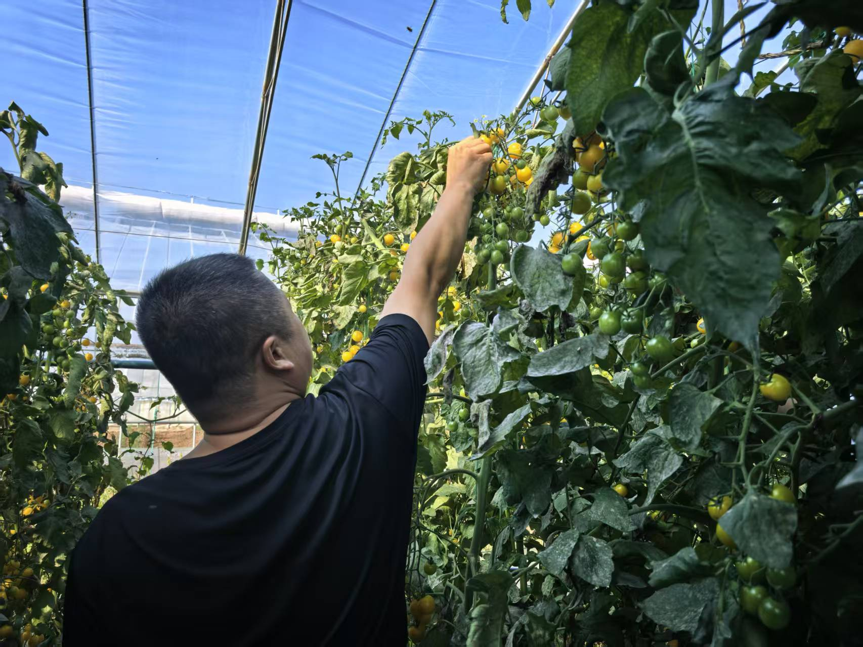 大同市云冈区：果蔬采摘游受热捧 生态农业解锁乡村振兴密码