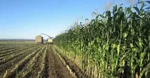 河南桐柏：工业农业齐头并进 绘就乡村振兴新画卷