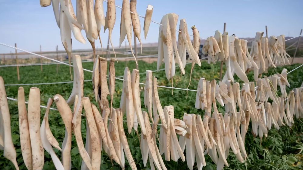 新华视点｜金秋九月话丰收 特色农业绘就乡村振兴新图景(图11)