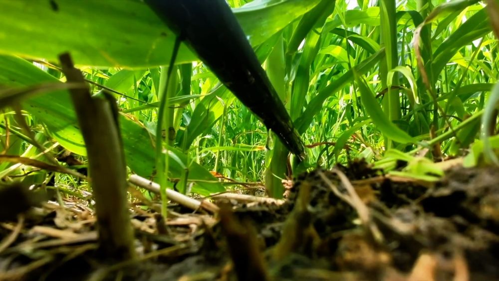 新华视点｜金秋九月话丰收 特色农业绘就乡村振兴新图景(图12)