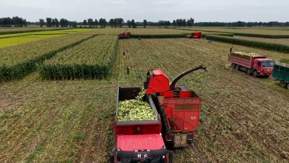 新华视点｜金秋九月话丰收 特色农业绘就乡村振兴新图景(图6)