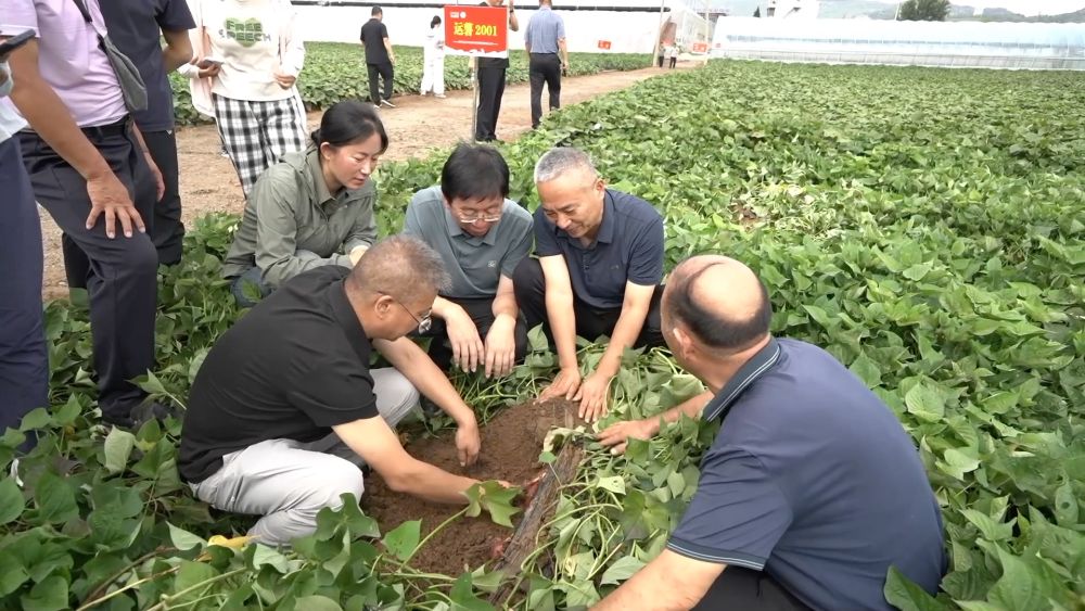 新华视点｜金秋九月话丰收 特色农业绘就乡村振兴新图景(图15)