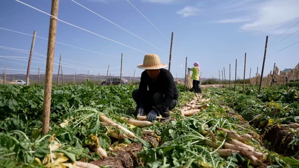 新华视点｜金秋九月话丰收 特色农业绘就乡村振兴新图景(图10)