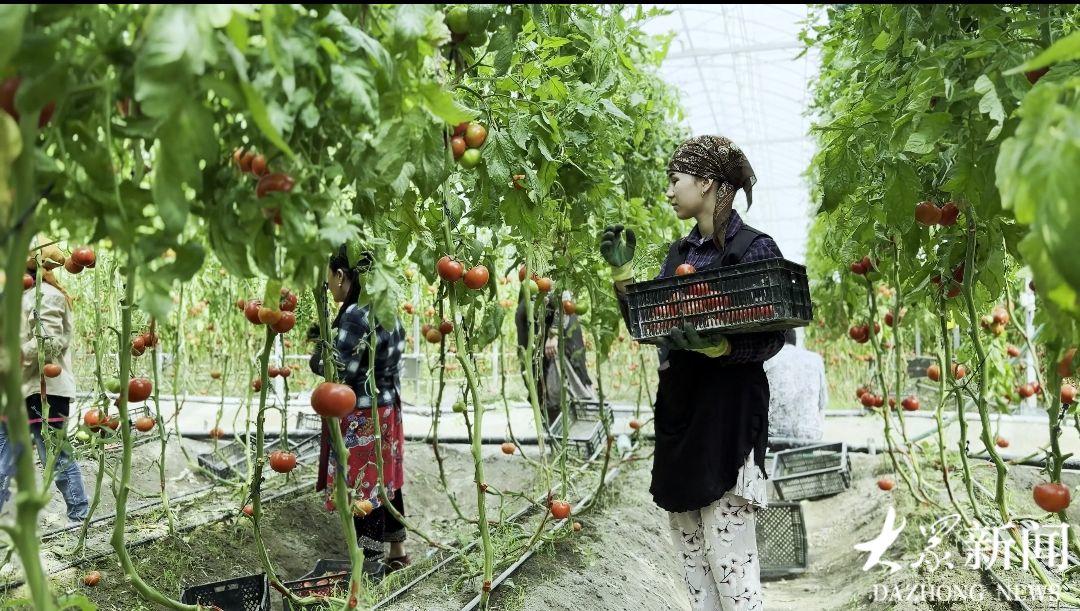 农技出海记①丨从技术出海到模式共赢这家鲁企将“中国棚”种到全球40国(图6)