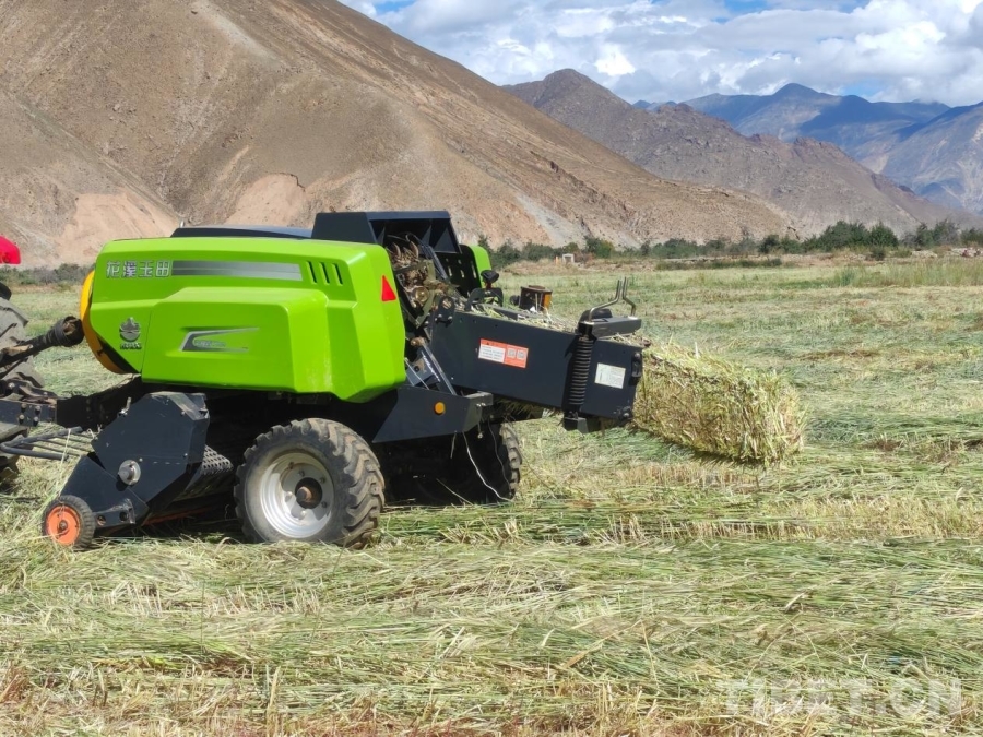 万亩饲草开镰收割 筑牢牲畜越冬“粮仓”(图3)