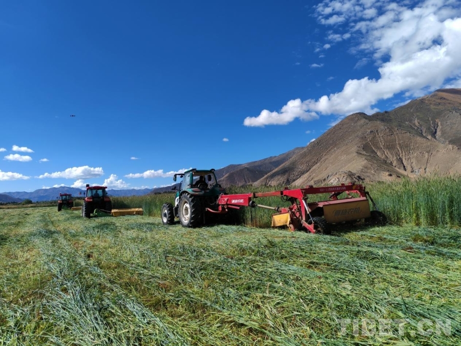 万亩饲草开镰收割 筑牢牲畜越冬“粮仓”