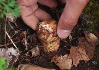 京东农特产节成交额增长超60% 百万亩京东基地助百万农户增收三成(图5)