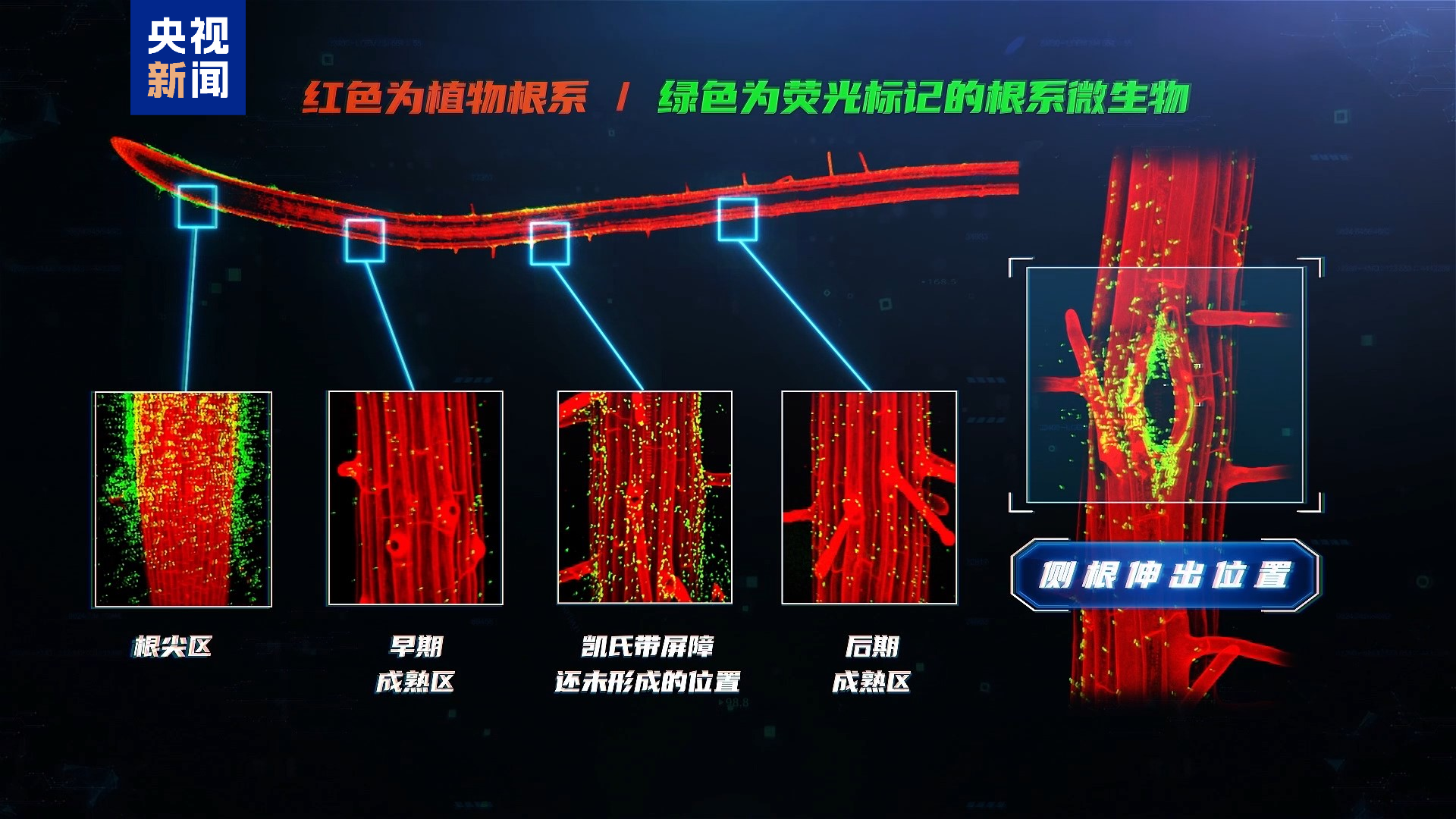 微生物如何在植物根系“安家”？中外科学家绘制“定居地图”(图2)