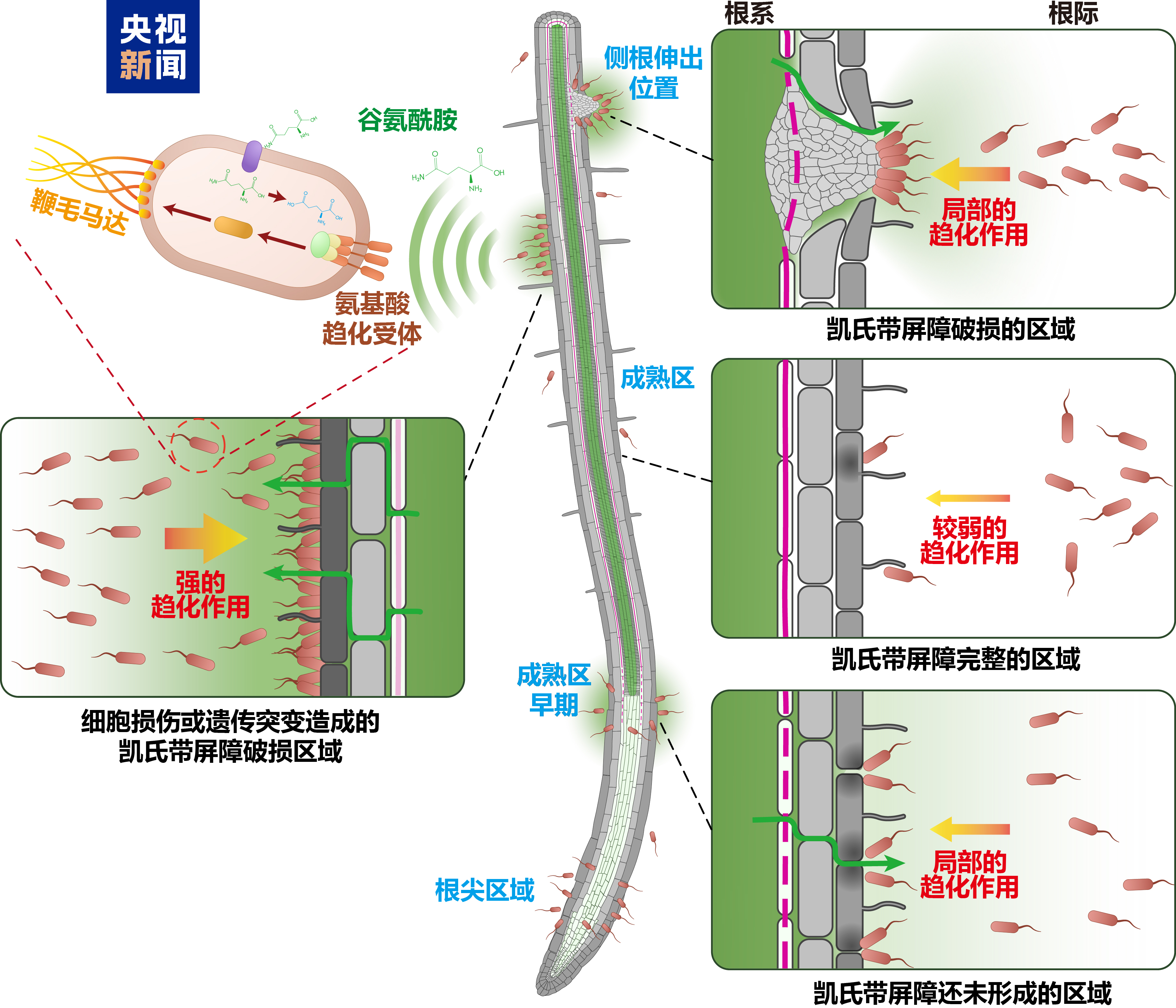 微生物如何在植物根系“安家”？中外科学家绘制“定居地图”