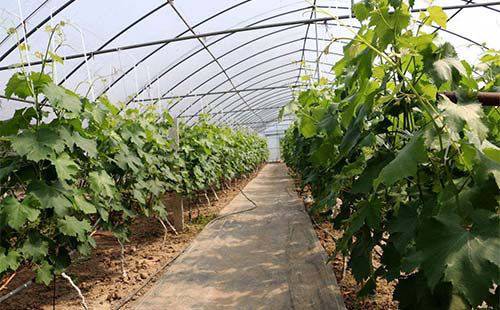 “欧中合作具有广阔空间”