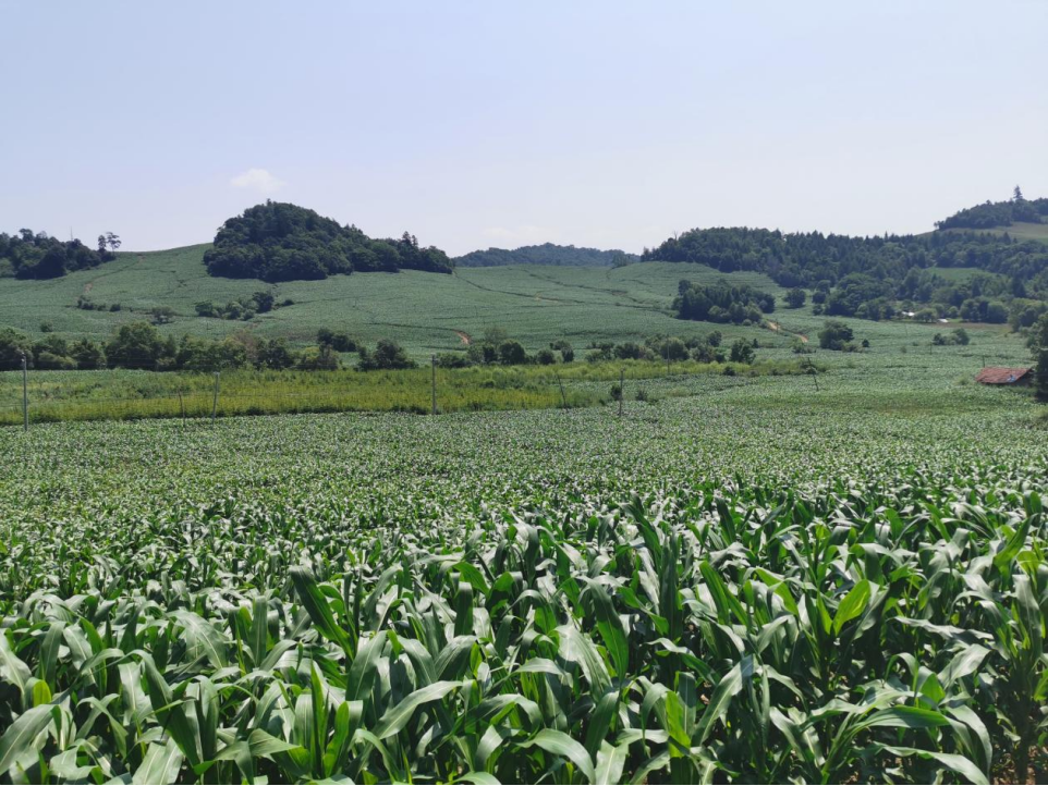 吉林鲜食玉米十大黄金名片｜吉林嘉美食品有限公司：黑土孕糯香“嘉美”谱新章