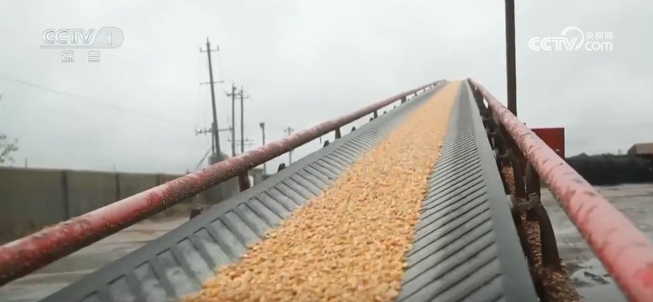 多地积极应对阴雨天气 力保秋粮丰产归仓(图2)