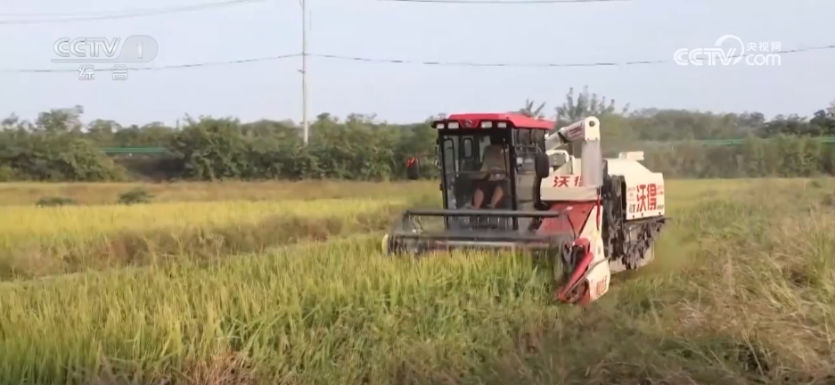 多地积极应对阴雨天气 力保秋粮丰产归仓(图5)