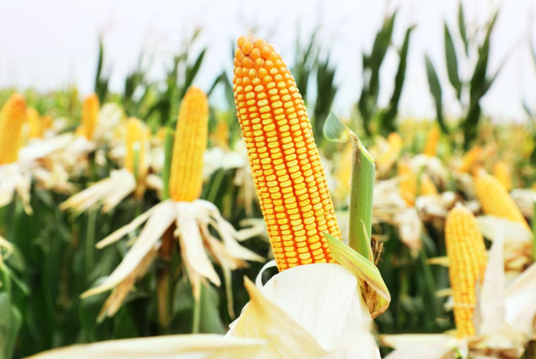 农高会：农业科技的“创新秀场”(图5)